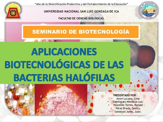 bacterias halofilas